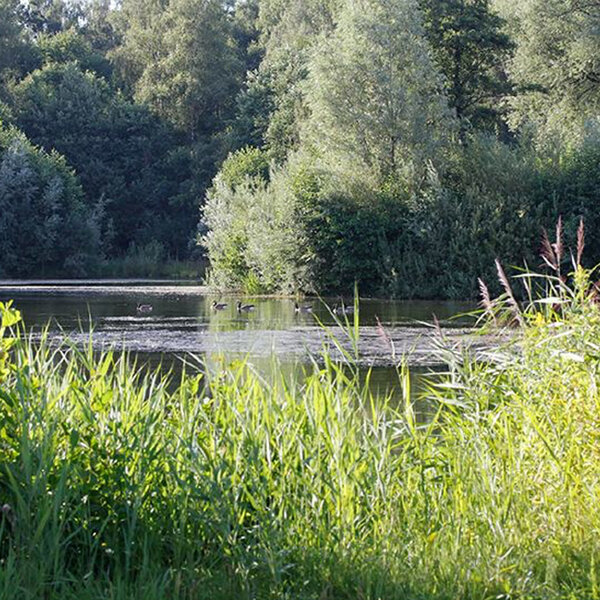 Ein ruhiger Teich umgeben von dichten Bäumen und Pflanzen. Im Wasser schwimmen einige Vögel, während hohe Gräser und Buschwerk am Ufer wachsen. Die Szenerie vermittelt eine friedliche Naturumgebung.